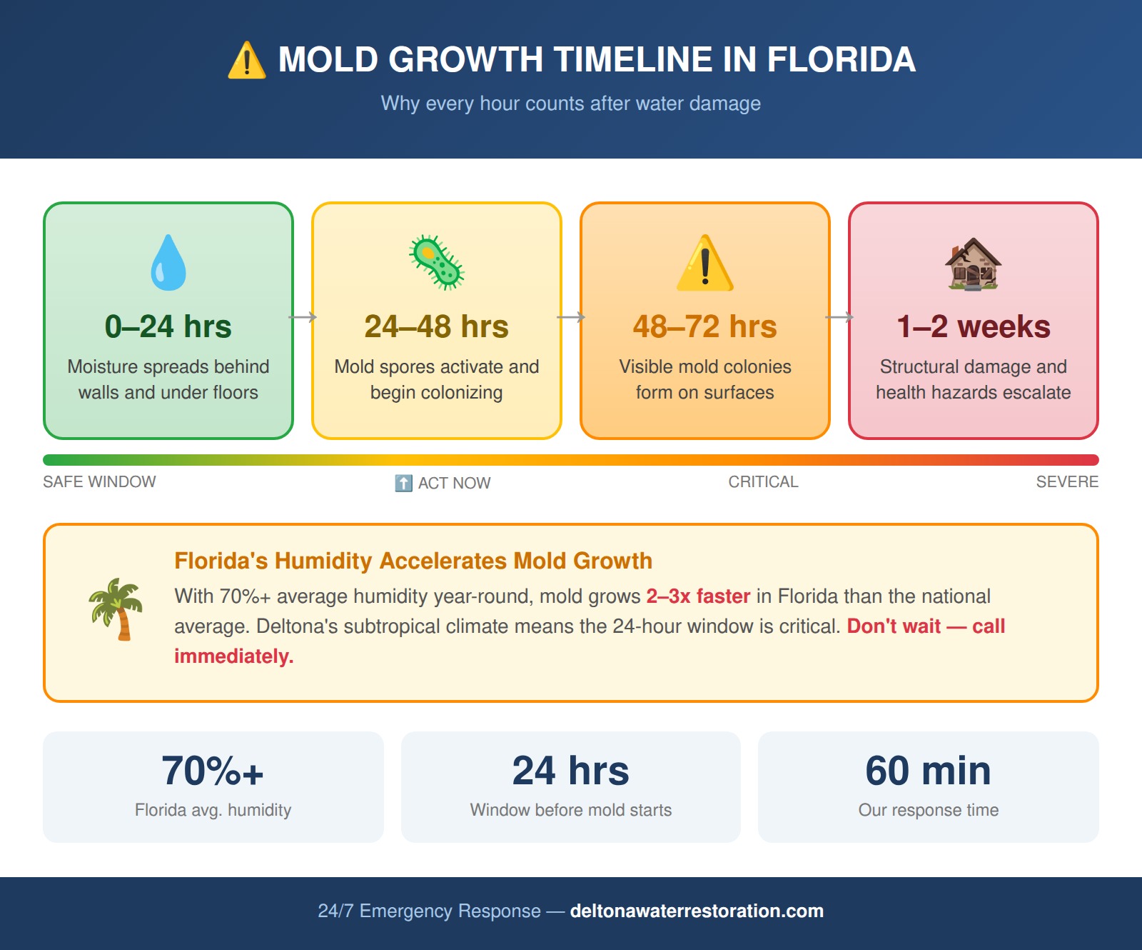 Mold growth timeline in Florida - acts within 24 to 48 hours